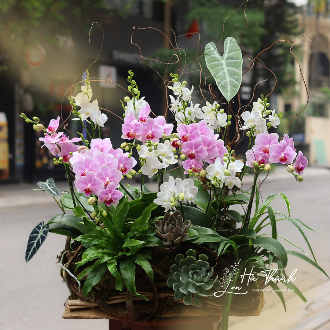 Chậu Lan Hồ Điệp tiểu cảnh “Khúc Giao Vân” – Thiết kế hồng trắng tinh tế từ Lan Hà Thành